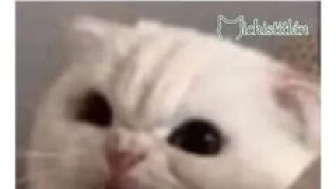 Memes de Gatos en su día internacional