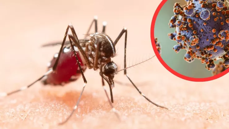 Autoridades sanitarias advierten sobre propagación del virus del Nilo Occidental por mosquitos