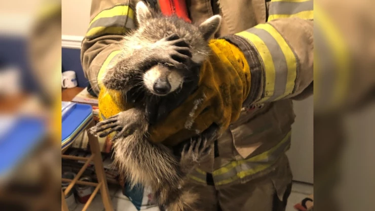 mapache bomberos comida.jpg