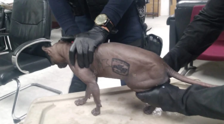 Ciudad Juarez gato egipcio tatuado cereso