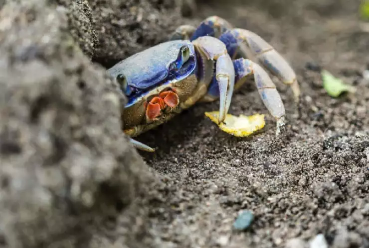 Inicia temporada de desove del cangrejo azul y esto debes saber