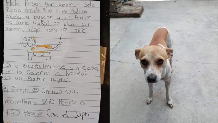 perrito perdido dibujo niña.jpg