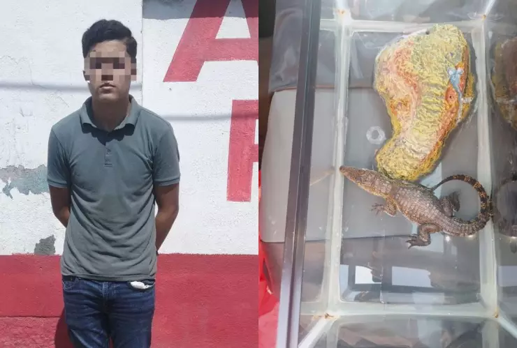 hombre detenido, venta de cocodrilo Moreletii en Guadalupe, Nuevo León