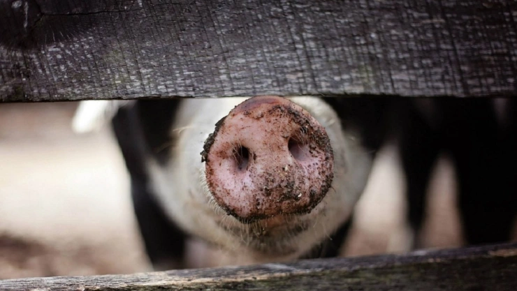 cerdo mata a carnicero