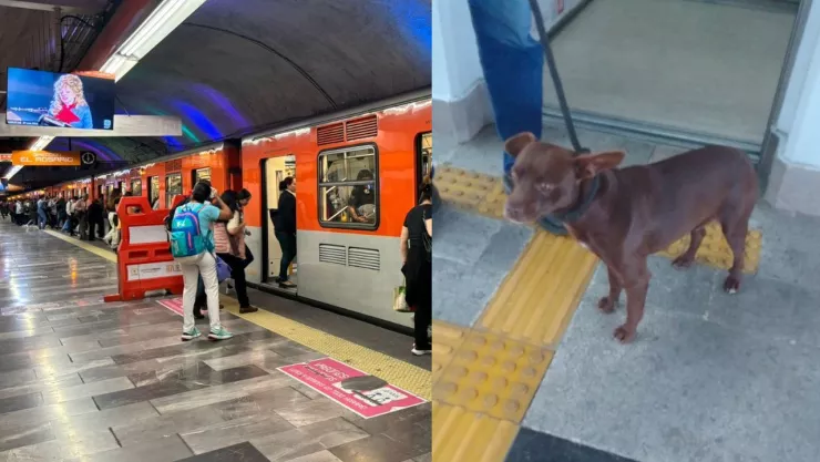 ¿Qué pasa en el Metro CDMX hoy 20 de octubre 2024? Rescatan a perro en las vías de la Línea 12; esto se sabe