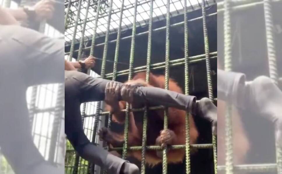 Orangután ataca a joven en un zoológico de Indonesia