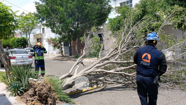 Retiran árbol en Misión Carrillo Querétaro hoy 10 de mayo