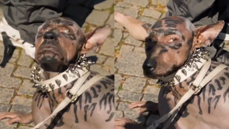 Hombre perro captado en video