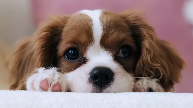 ¿Cuáles son las consecuencias para el maltrato animal en nuestro país?