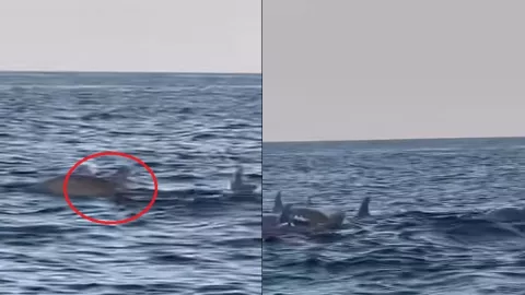 Captan delfines en Los Tuxtlas.