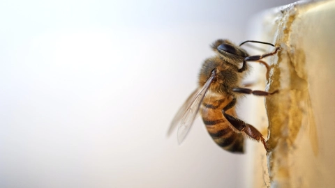 abejas africanizadas