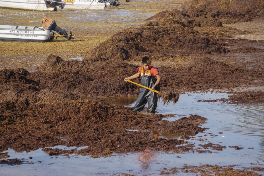 El recale masivo de sargazo a la Riviera Maya, comenzó a afectar a prestadores de servicios turísticos, a una semana del inicio del periodo vacacional de la Semana Santa.