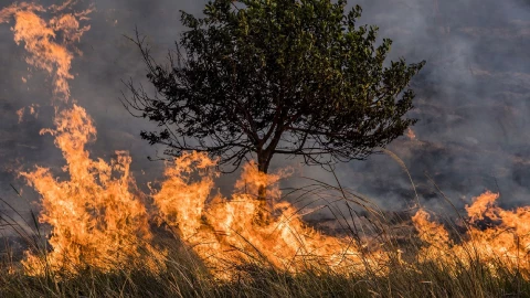 incendio forestal.jpg