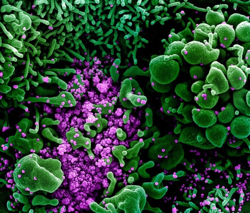 virus-3.jpg