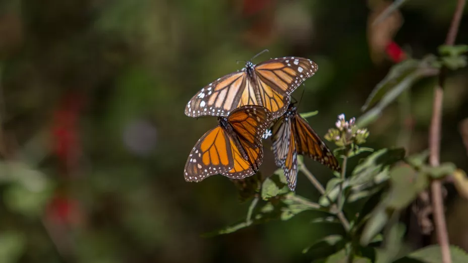 Disminuye 22% la presencia de mariposa Monarca en los bosques de Michoacán y el Edomex_WWF MÉXICO.jpg