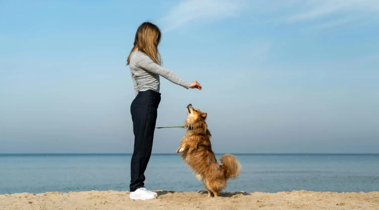 perro (2).png