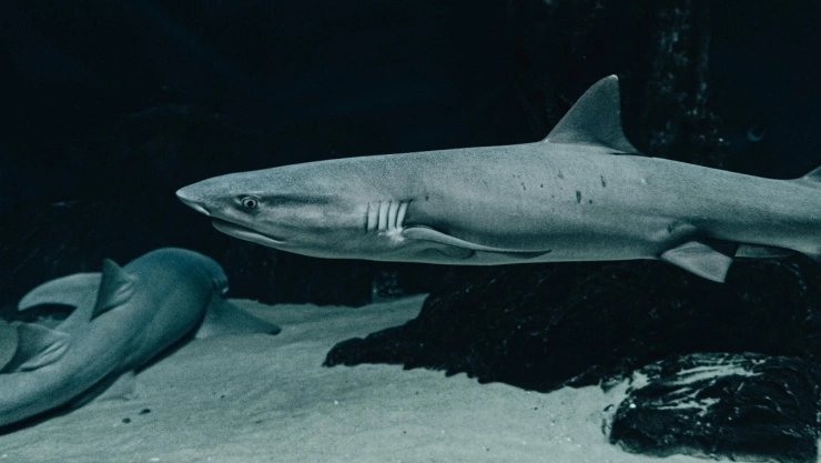 tiburones-cocaina-estudio-brasil