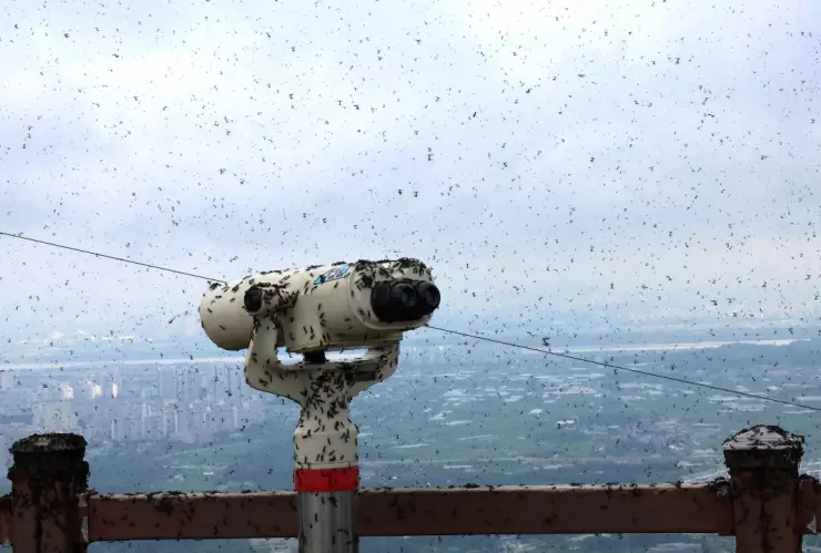 Chinches del amor están en un mirador en Corea del Sur.