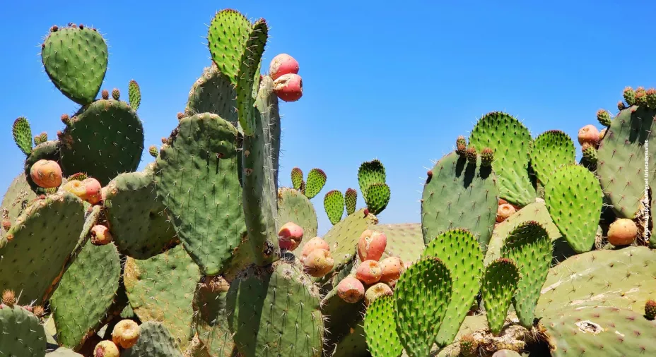 ¿Cuáles son las ciudades más frescas de México durante ola de calor?
