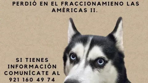 Buscan a Apolo, perro husky perdido en Mérida (FOTOS)