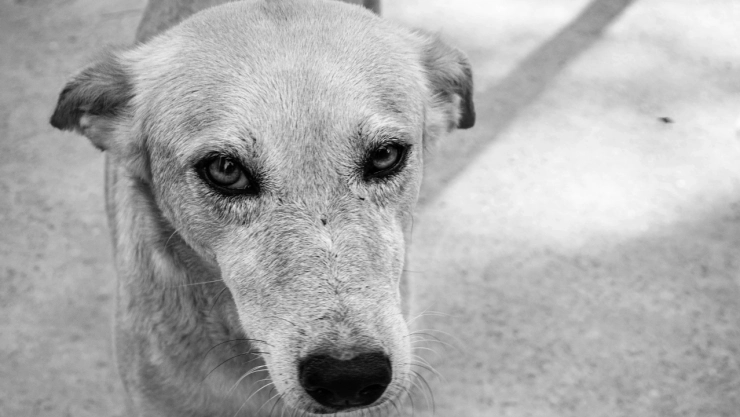 VIDEO: Sujetos en Moto arrastraron a una perrita en Peribán, Michoacán; ¡Policía logró detenerlos!