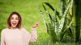 ¿Por qué es bueno tener una “Lengua de Suegra” en casa?