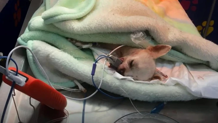 VIDEO - Perro es atacado con rastrillo de jardinería por asaltante
