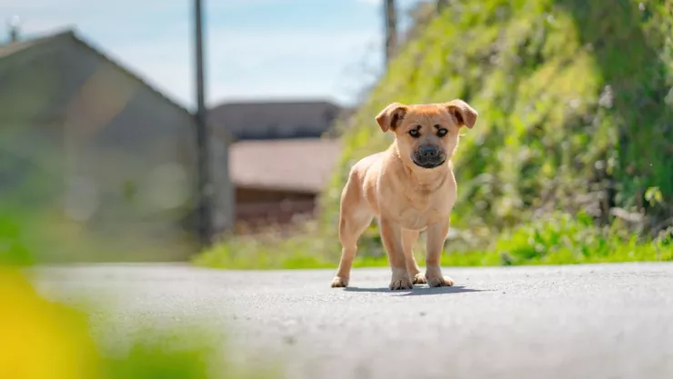 Sanciones por maltrato animal en CDMX