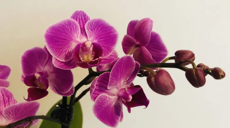 Potente abono casero para que tus orquídeas estallen en flores