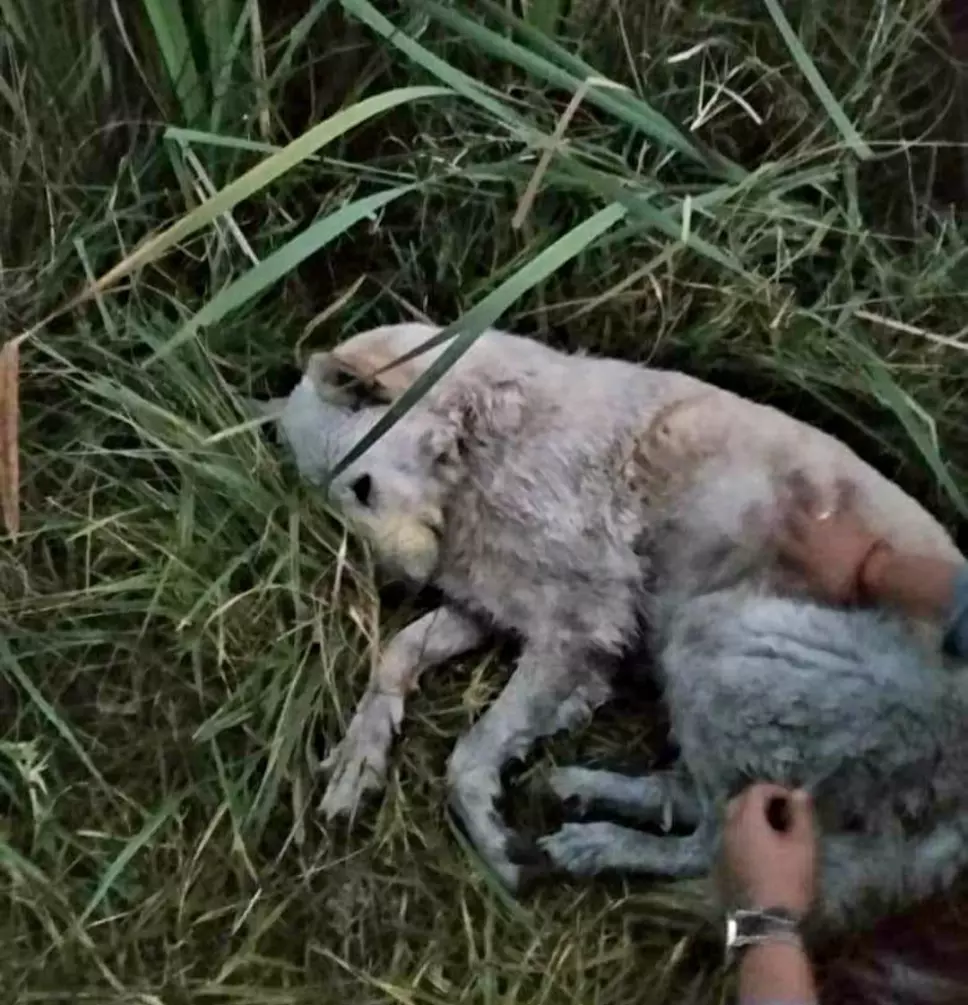 VIDEO: Hombre asesina a balazos a cinco perritos en Edomex y sus dueños exigen justicia