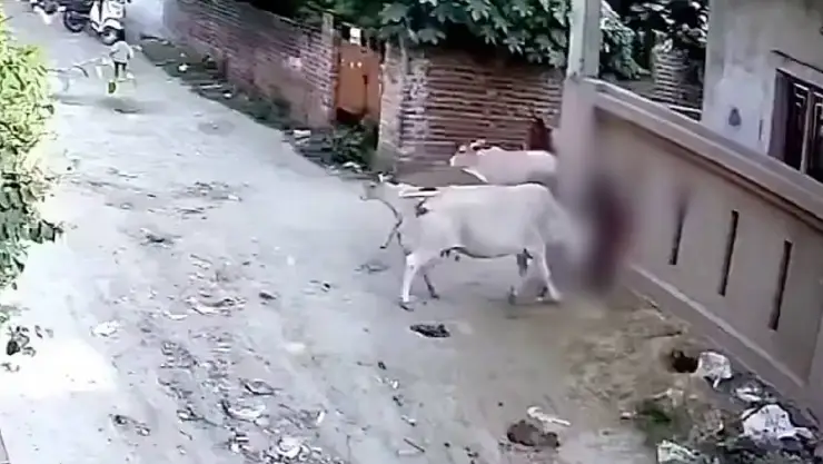 ¡HORRIBLE! Vacas ATACAN brutalmente a NIÑO en plena calle y desatan pánico