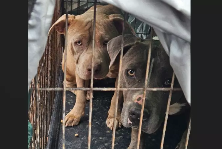 Tres perros fueron rescatados en Tijuana hoy sábado 15 de marzo de 2025
