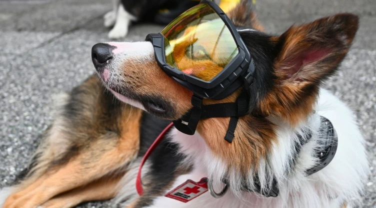 Día Mundial del Perro
