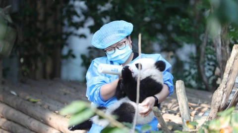 pandas-gigantes-salvajes-china-cerca-mil-900-ejemplares