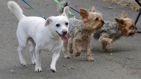 Parque Cívico en Zapopan ya no permitirá el ingreso de mascotas