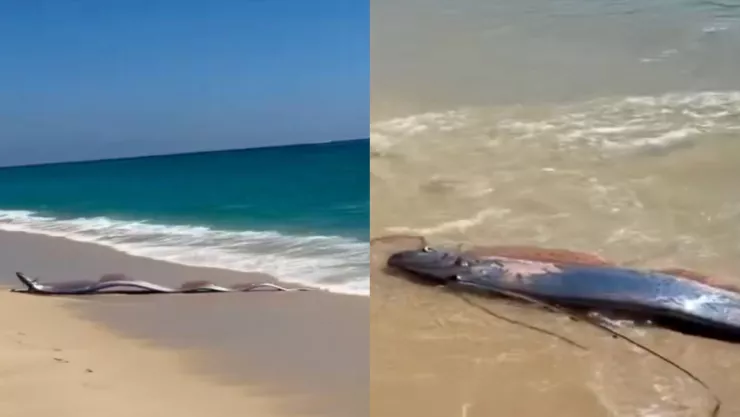 Captan a dos pez remo en la playa de México y causa alarma (VIDEO)