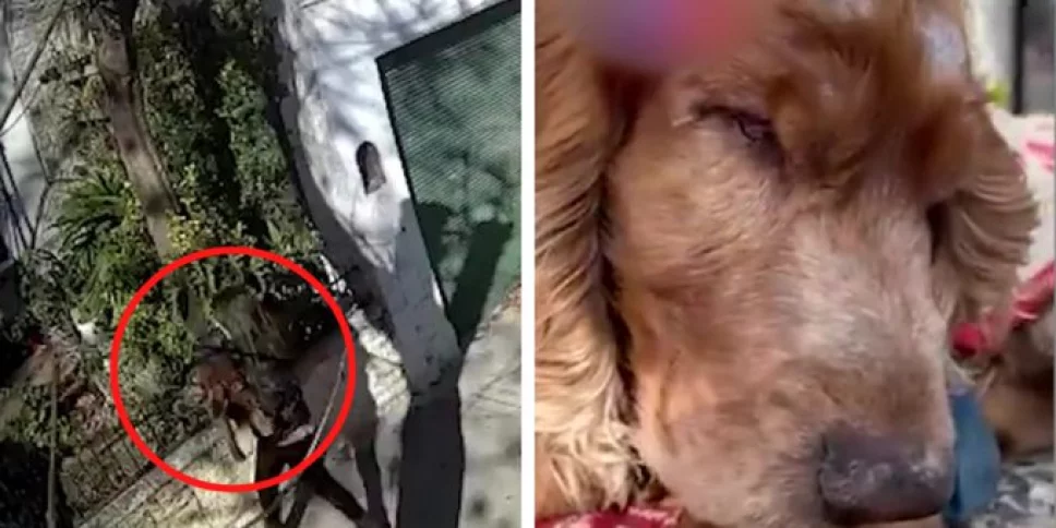 mujer-abandona-perrito-ciego.jpg
