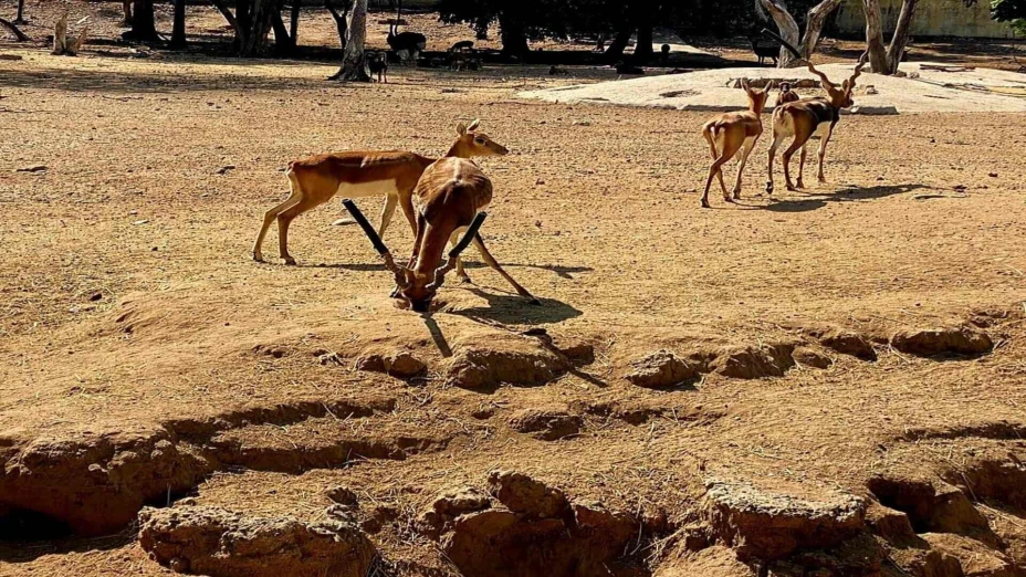 animales silvestres.jpg