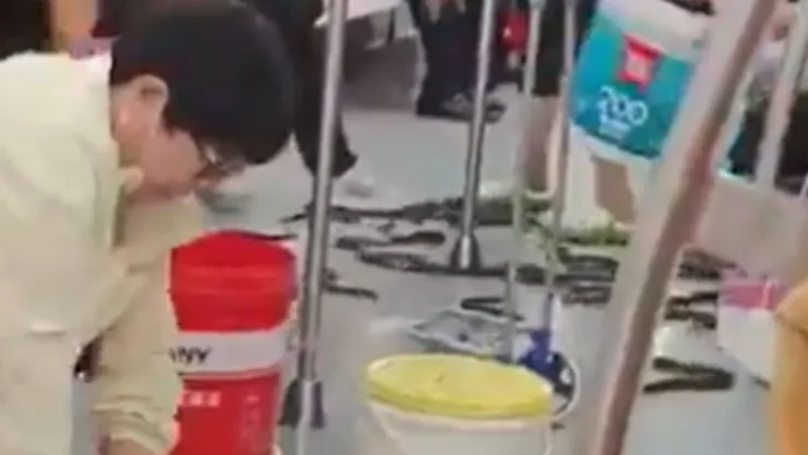 Serpientes escapan de un cubo dentro del metro y sorprenden a pasajeros en China