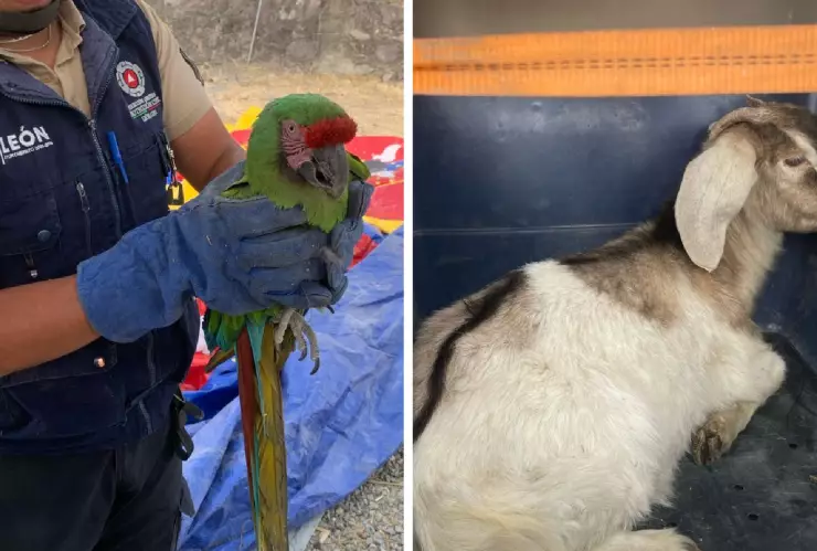 Guacamayo y cabra.png