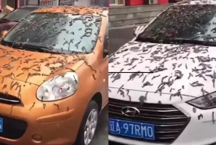 Lluvia de gusanos en China