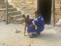 HAYTAP recoge a animales heridos por los incendios en Turquía