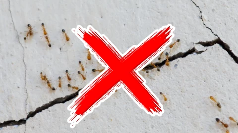 ¿Casa llena de hormigas_ Guía definitiva para identificar, prevenir y eliminar infestaciones.jpg