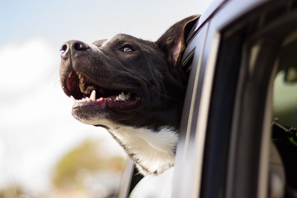 Te irás de vacaciones pero no sabes qué hacer con tu perro o gato