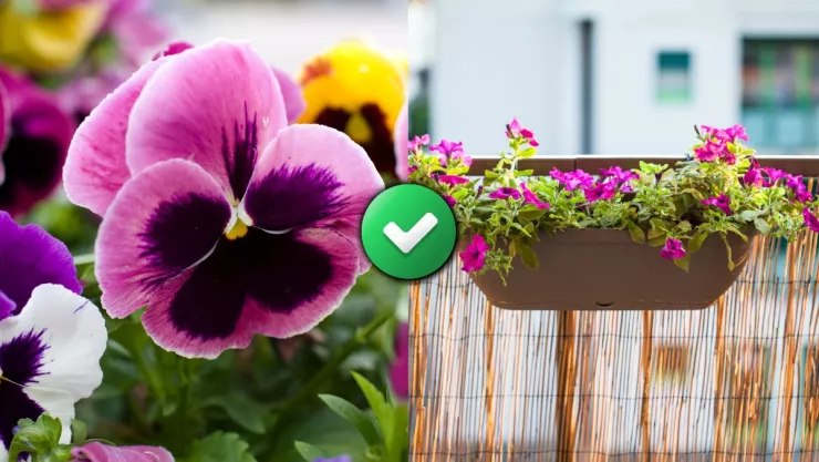 /estilo-de-vida/truco-cuidar-flores-pensamientos-ventana-balcon