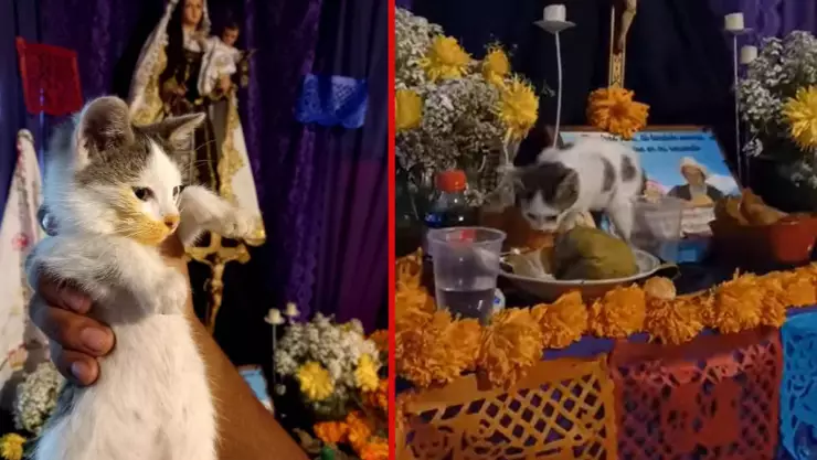 Gatito se come la ofrenda en un altar de muertos