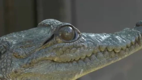 cocodrilo debe ganar peso.jpg