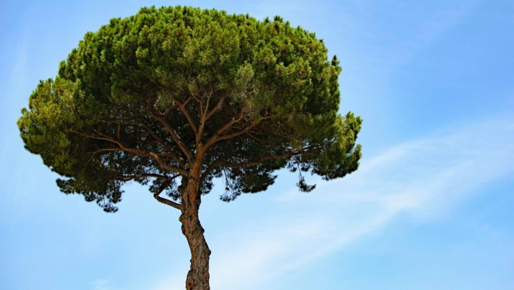 arboles-artificiales-bioxido-carbono-cambio-climatico