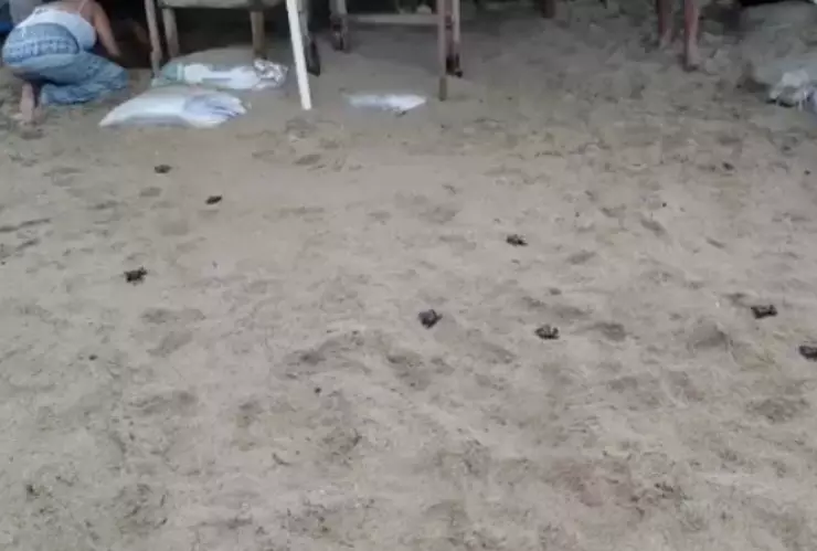 tortugas sorprenden a turistas.jpg
