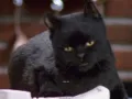 salem-saberhagen-sabrina-la-bruja-adolescente